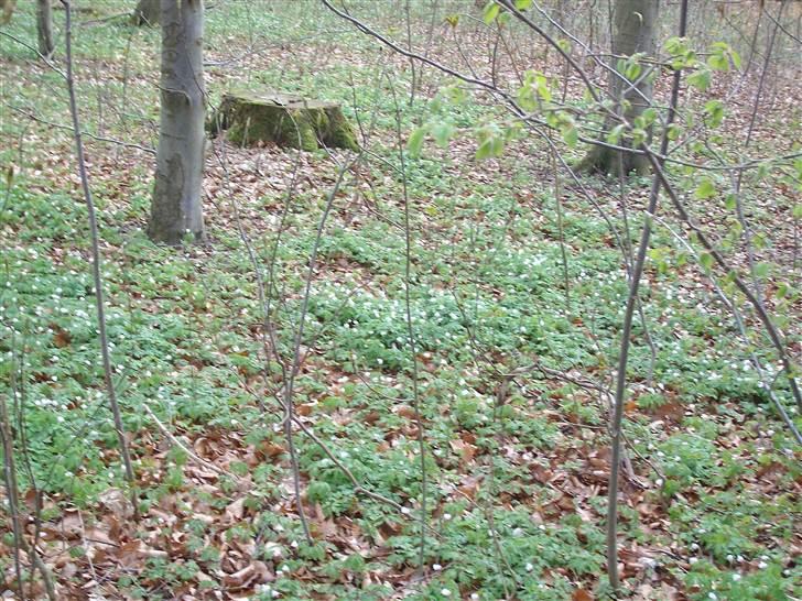 Vintergækker og Anemoner  billede 10