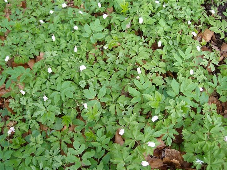 Vintergækker og Anemoner  - Syntes de er så flotte billede 11