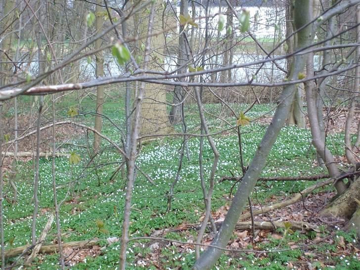 Vintergækker og Anemoner  billede 12