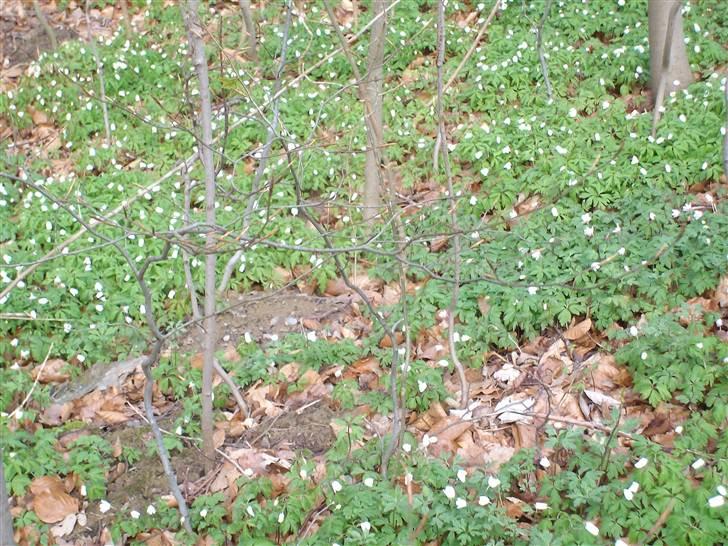 Vintergækker og Anemoner  billede 13