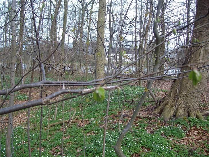 Vintergækker og Anemoner  - Brahesborg gods i baggrunden billede 14