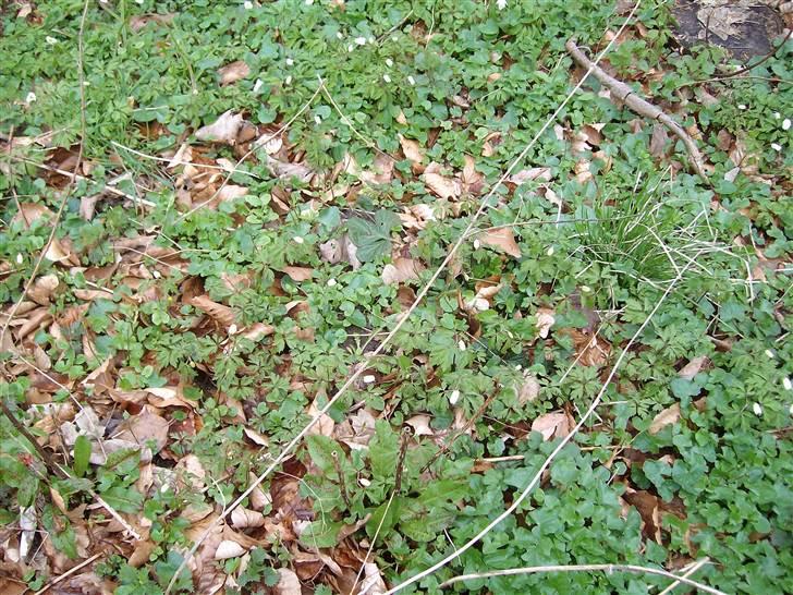 Vintergækker og Anemoner  billede 15