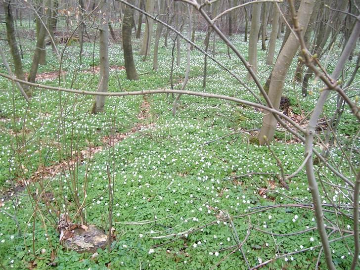 Vintergækker og Anemoner  - Vue ind i skopven billede 16