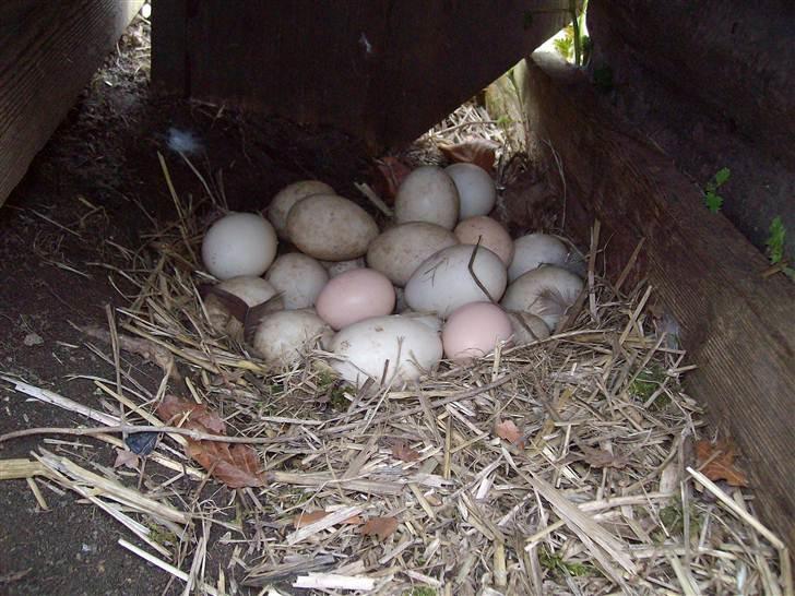 Vintergækker og Anemoner  - Vores andeæg og måske et hønseæg ggg billede 17
