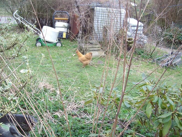 Vintergækker og Anemoner  - Vores " høne " går sammen med ænderne billede 18