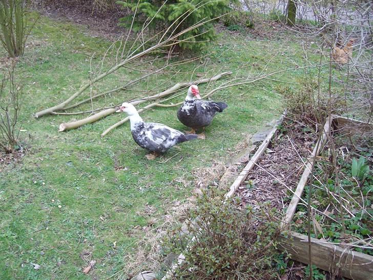 Vintergækker og Anemoner  - Vores moskus ænder billede 19