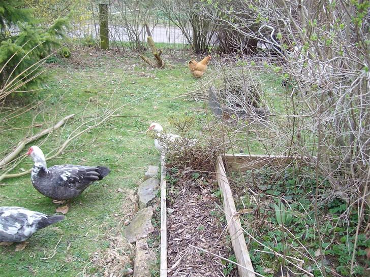 Vintergækker og Anemoner  - Moskus ænder , 1,3 billede 20