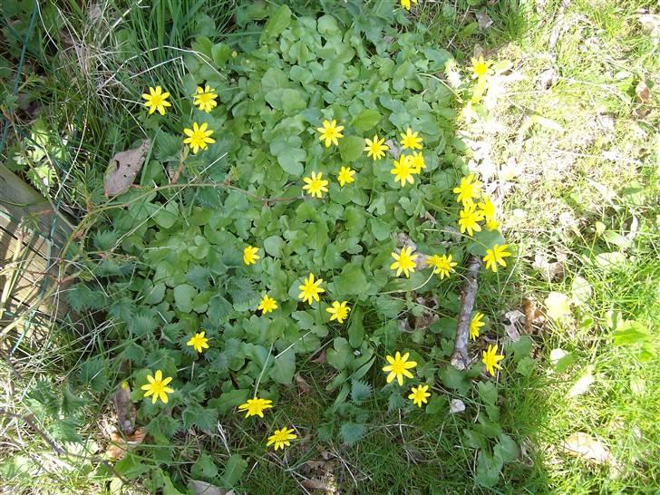 Vintergækker og Anemoner  - Smørblomst billede 21
