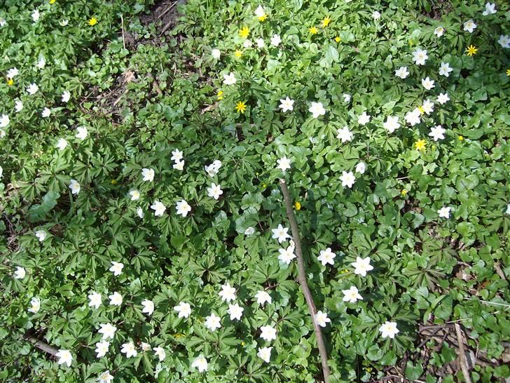 Vintergækker og Anemoner  - Flere anemoner billede 22