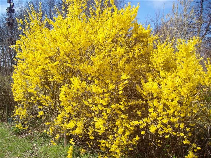 Vintergækker og Anemoner  - Min flotte forsytia , fra haven billede 23