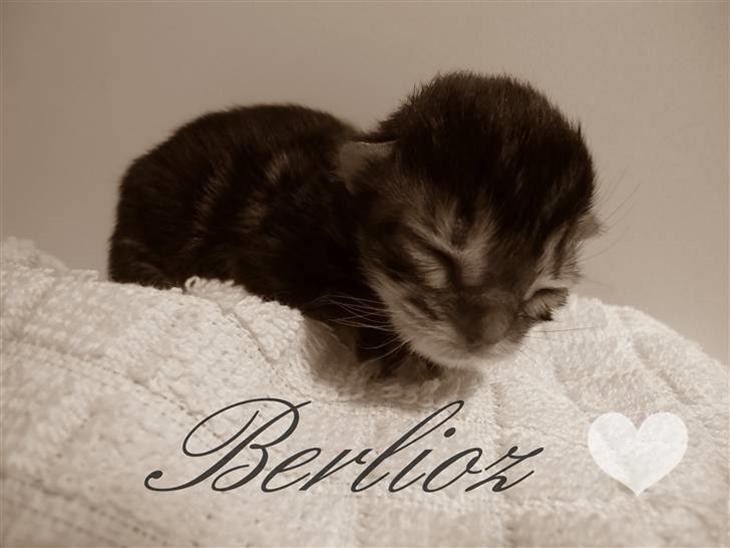 Berlioz og de dejlige plejebørn <3  billede 2