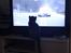 Feline ser TV