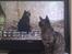 Feline ser TV - Og det absolutte favoritprogram "The Cats Of Claw Hill":)