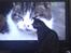 Feline ser TV