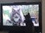 Feline ser TV