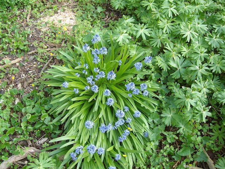 Vintergækker og Anemoner  billede 24