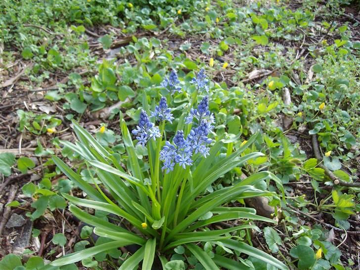 Vintergækker og Anemoner  - Kan ikke huske hvad de smukke blomster hedder gg billede 25