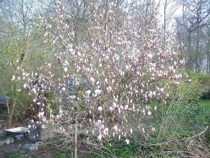 Vintergækker og Anemoner  - Min Magnolia , ( tulipan træ ) billede 26