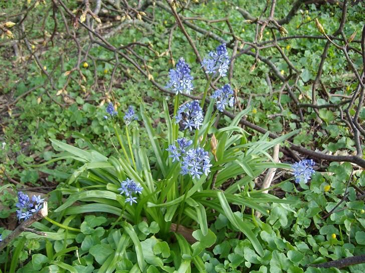 Vintergækker og Anemoner  billede 27