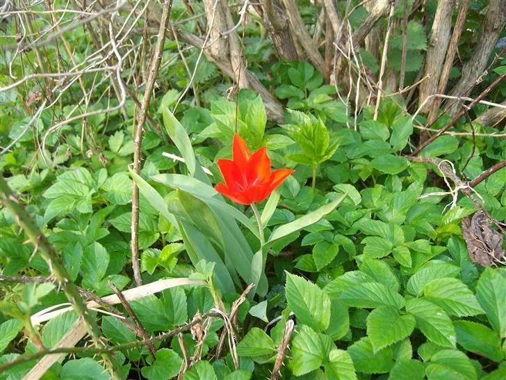 Vintergækker og Anemoner  - 1 ensom tulipan , håber de andre kommer også hvis de har overlevet mosegrisene ;) billede 28