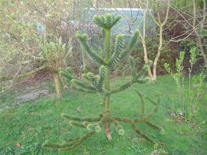 Vintergækker og Anemoner  - Min abeskræk billede 29