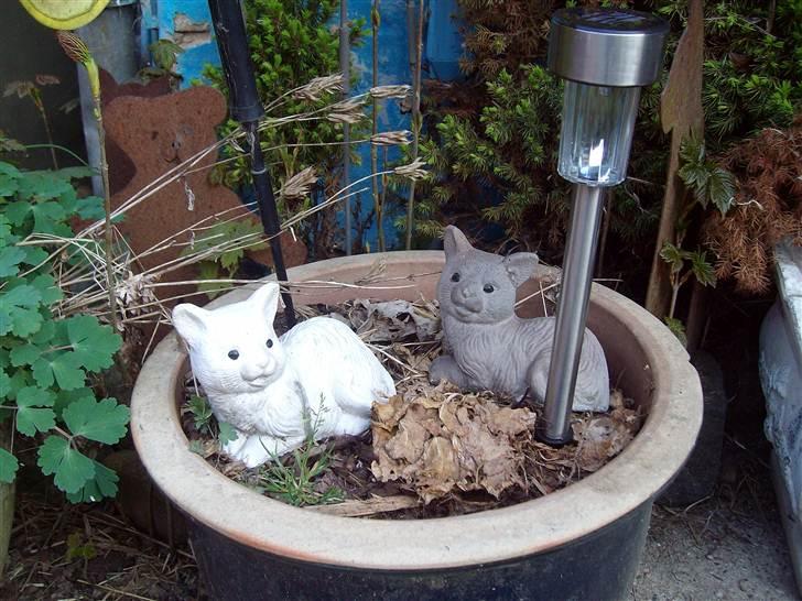 Vintergækker og Anemoner  - Mine misser billede 30