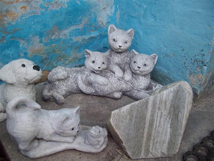 Vintergækker og Anemoner  - Flere misser og hunde billede 31