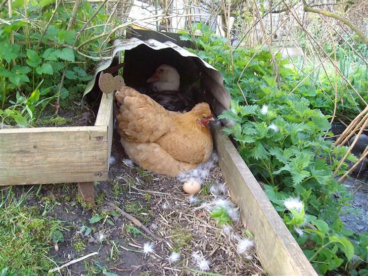 Vintergækker og Anemoner  - Naboens " høne " ligger på rede sammen med vores ænder , så der kommer både kyllinger og ællinger , venter spændt billede 32