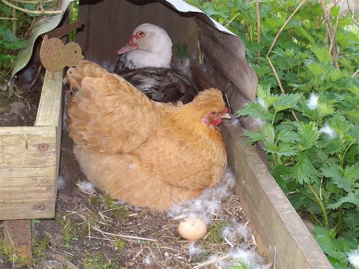 Vintergækker og Anemoner  - Shhy jeg arbejder billede 33