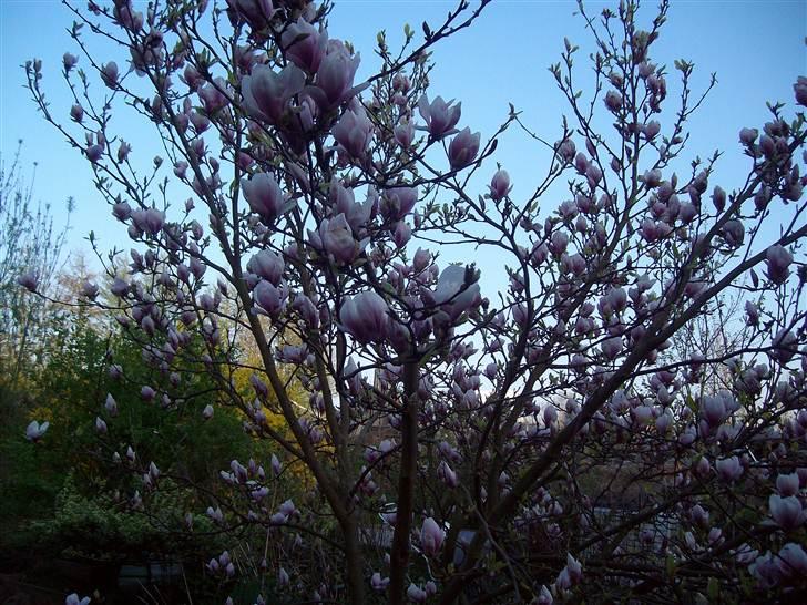 Vintergækker og Anemoner  - Magnoliaen billede 34