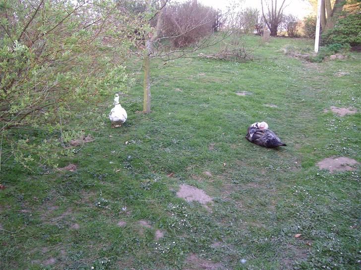 Vintergækker og Anemoner  - Vores snegledræbere gg billede 35