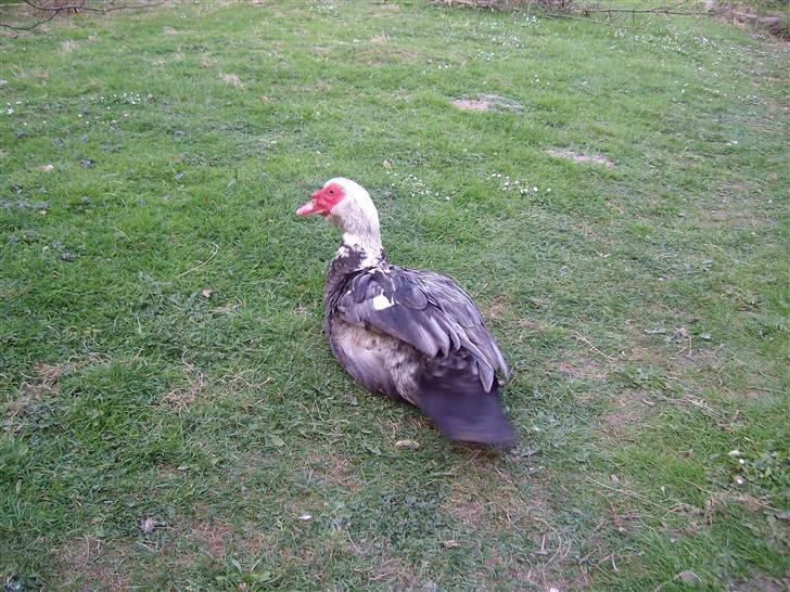 Vintergækker og Anemoner  - Vores store anddrik billede 36