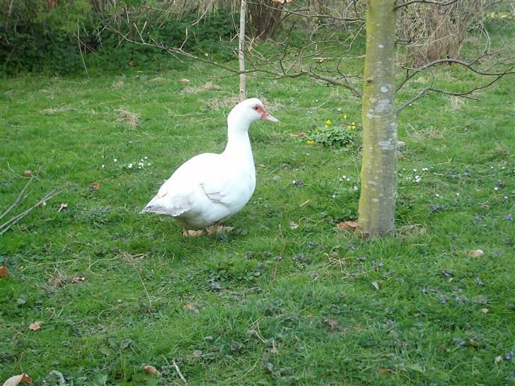 Vintergækker og Anemoner  - Gamle andemor billede 37