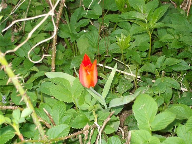 Vintergækker og Anemoner  - Tulipanen er nu lukket billede 38