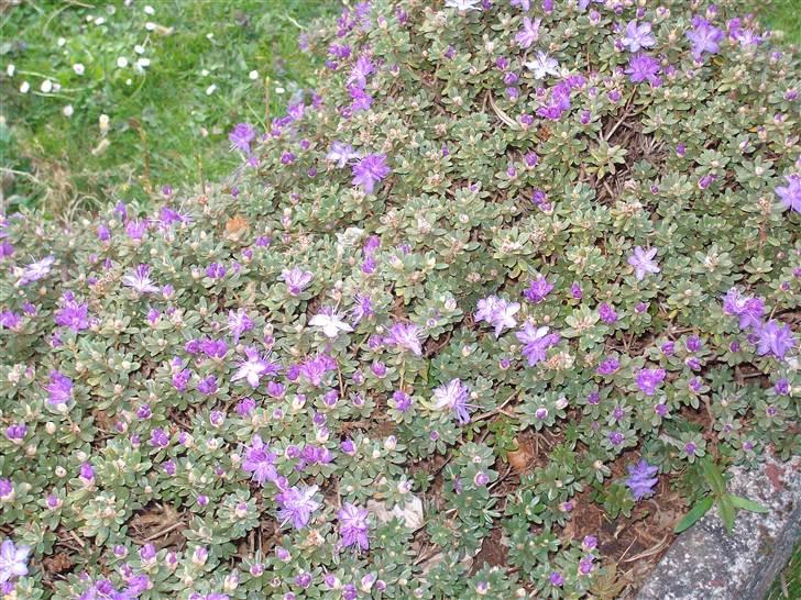 Vintergækker og Anemoner  - Azalier billede 39