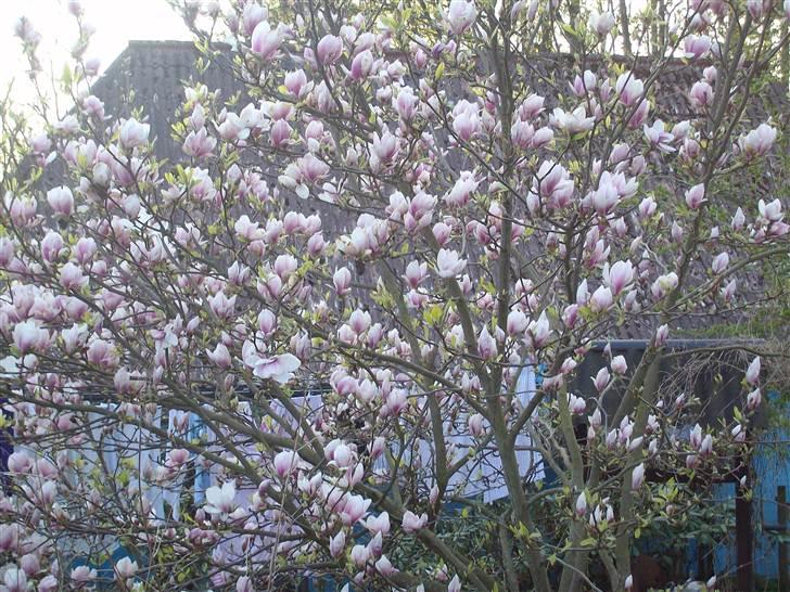 Vintergækker og Anemoner  billede 40