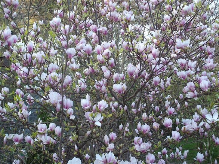 Vintergækker og Anemoner  billede 42