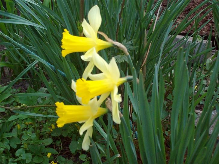 Vintergækker og Anemoner  - Påskeliljer billede 43