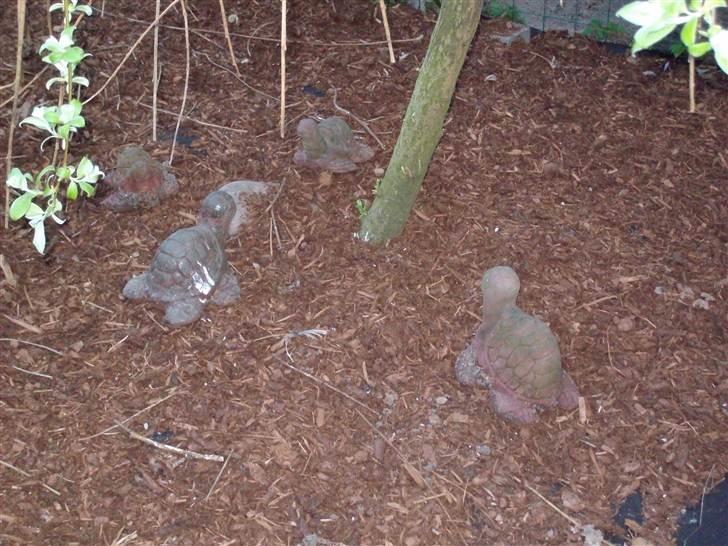 Vintergækker og Anemoner  - Haven hvor der er nået at blive lagt fiber dug og dækbark billede 44