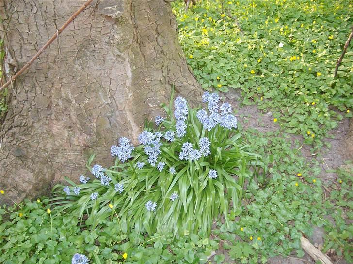 Vintergækker og Anemoner  billede 45