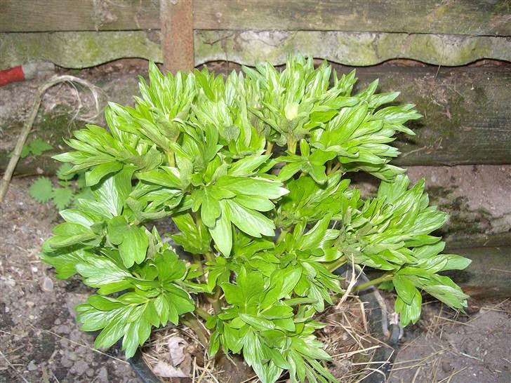 Vintergækker og Anemoner  billede 46