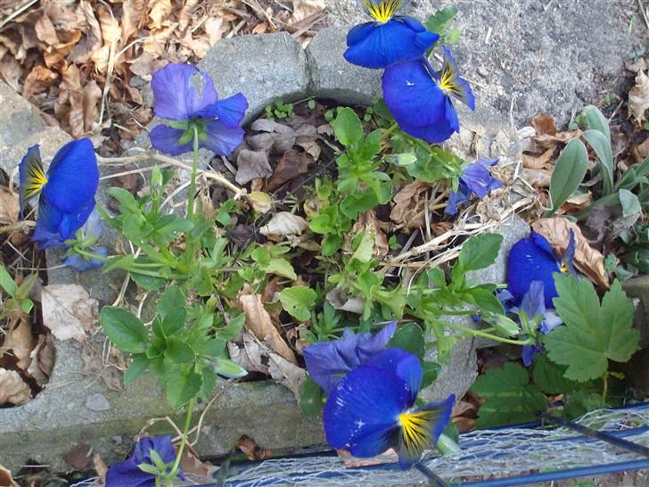 Vintergækker og Anemoner  - Stedmodere der har overlevet vinteren billede 47