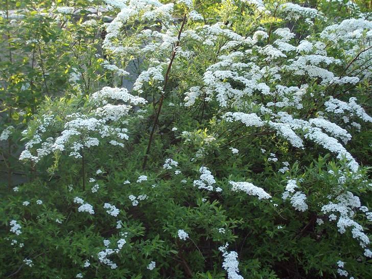 Vintergækker og Anemoner  - Vores spiræa hæk billede 48