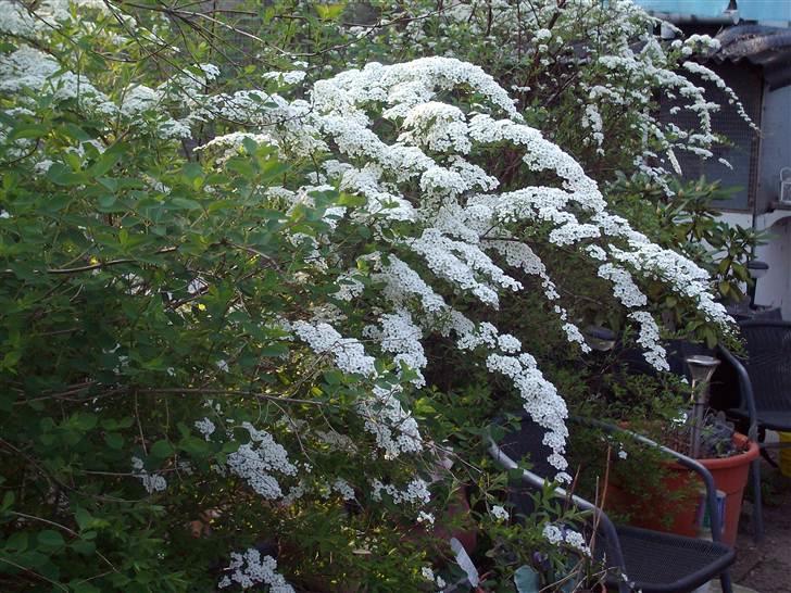 Vintergækker og Anemoner  - Den er så flot lige nu billede 49