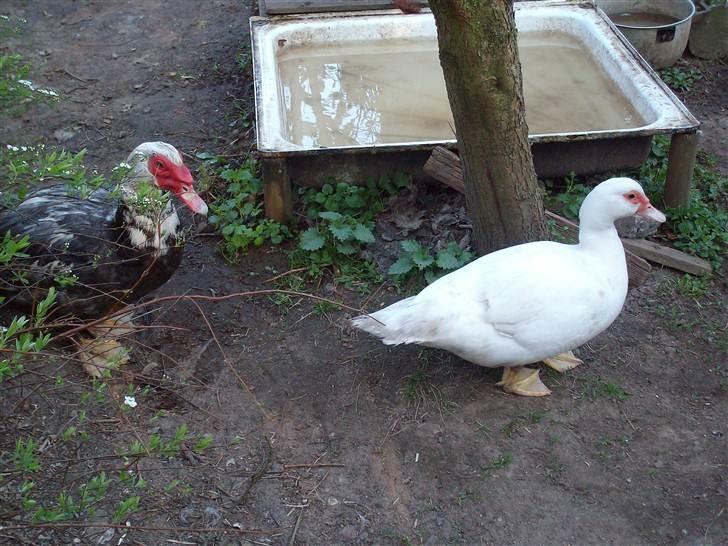 Vintergækker og Anemoner  billede 50