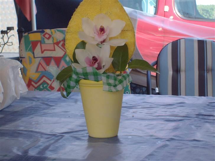 Vintergækker og Anemoner  - Fået af min søn Nicolaj og vores barnebarn Søren billede 54