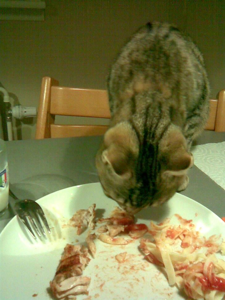 Sjove billeder af Fritz (: - Spiser pasta (: billede 5