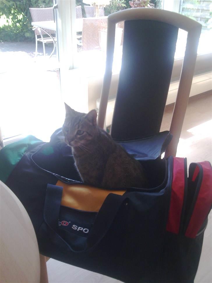 Sjove billeder af Fritz (: - Hen ville gerne med til Italien (: billede 12
