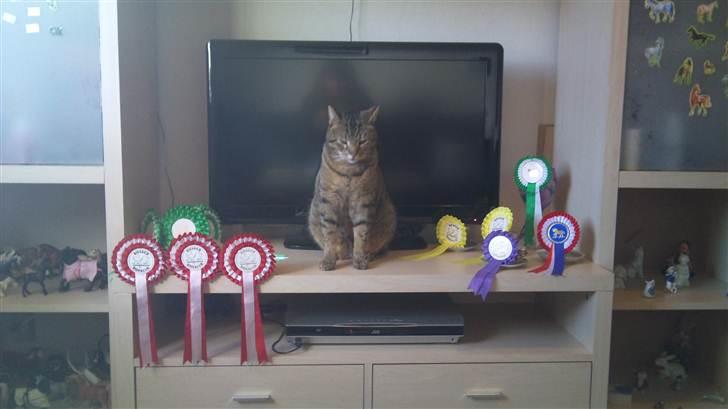 Sjove billeder af Fritz (: - Han elsker mine riderosetter (: billede 23