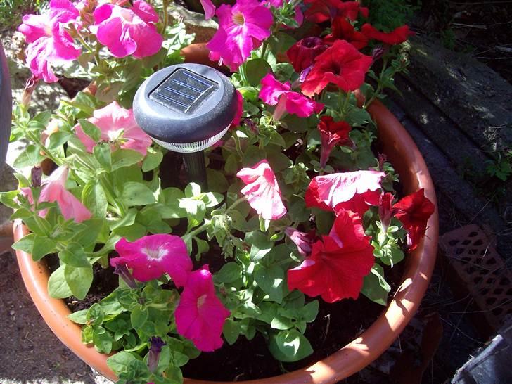 Vintergækker og Anemoner  - Så er der plantet blomster håber frosten holder sin kolde næve væk billede 57